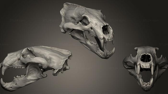 Анатомия скелеты и черепа (Череп Белого Медведя, ANTM_0061) 3D модель для ЧПУ станка